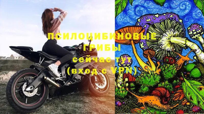 Псилоцибиновые грибы Psilocybe Усинск